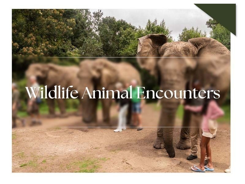 Wild Life